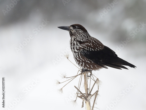 Spotted nutcracker, Nucifraga caryocatactes photo