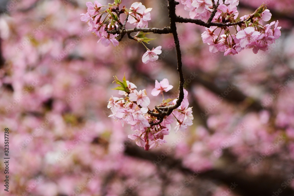 Early blooming cherry blossoms blooming in February. Called Kawazu Zakura in Japan. Early blooming cherry blossoms blooming in February. Called Kawazu Zakura in Japan.