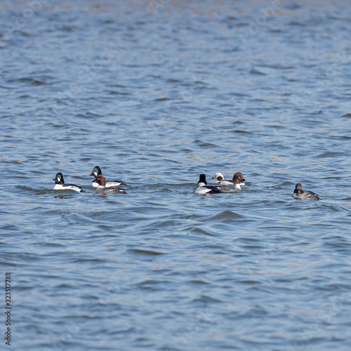 Male and female common goldeneye on the water. The common goldeneye (Bucephala clangula) is a medium-sized sea duck. 