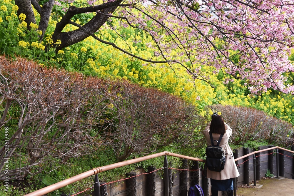 Early blooming cherry blossoms blooming in February. Called Kawazu Zakura in Japan. Early blooming cherry blossoms blooming in February. Called Kawazu Zakura in Japan.