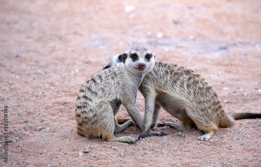 Fototapeta premium Cute Meerkat in South African park in Kalahari desert
