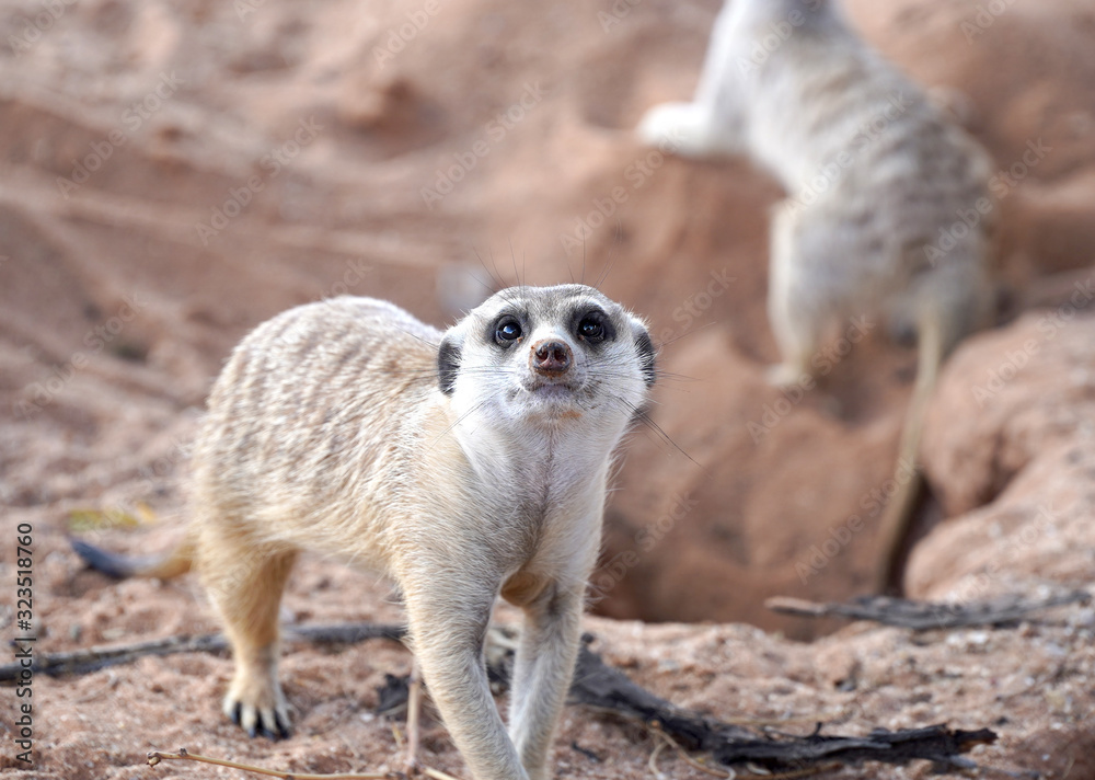 Fototapeta premium Cute Meerkat in South African park in Kalahari desert