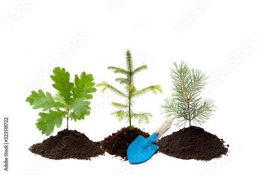 Reforestation background. Different small trees oak, spruce and pine tree in a pile of dirt with small gardening shovel, isolated on white background. New life in nature concept. photo