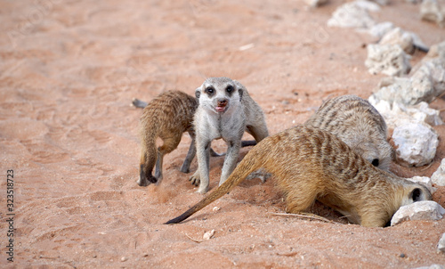 Cute Meerkats in South African park in Kalahari desert © fivepointsix