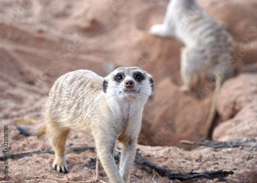 Cute Meerkat in South African park in Kalahari desert © fivepointsix