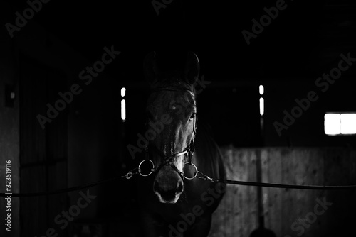 Black horse, black wild horse in natural background, portrait of horse, black and white