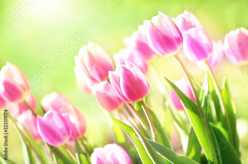 Fototapeta Naklejka Na Ścianę i Meble -  Spring blossoming tulips in garden, springtime pink flowers field background, pastel and soft floral card, selective focus, shallow DOF, toned	