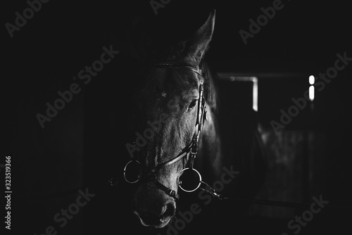 Black horse, black wild horse in stable portrait of a horse, black and white