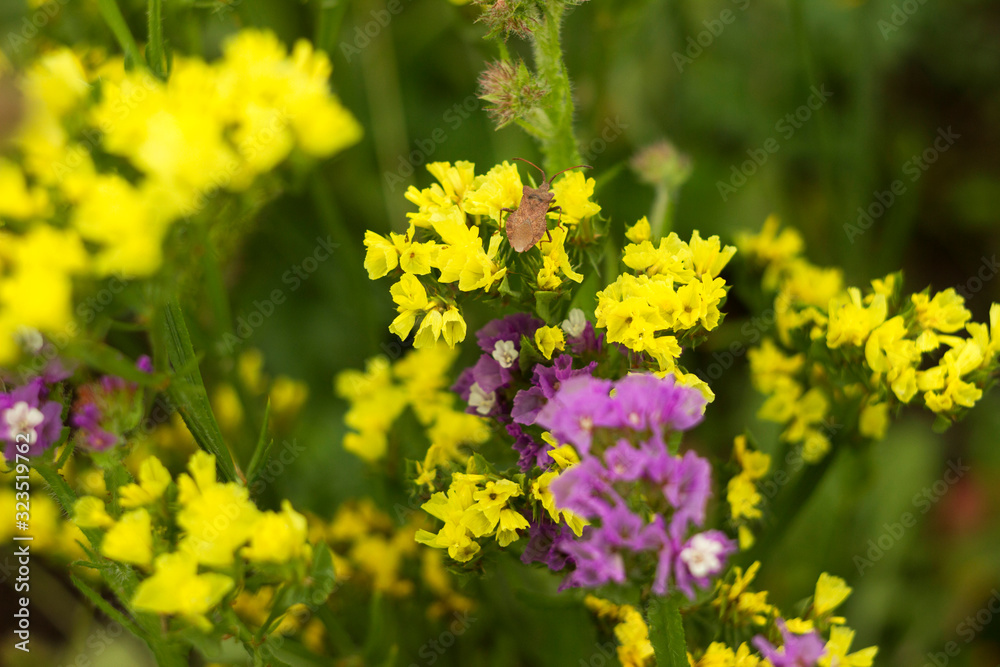 Obraz premium Limonium (Plumbaginaceae) - small yellow and lilac flowers limonium grow and bloom in summer in the garden, stink insect on a flower. Background
