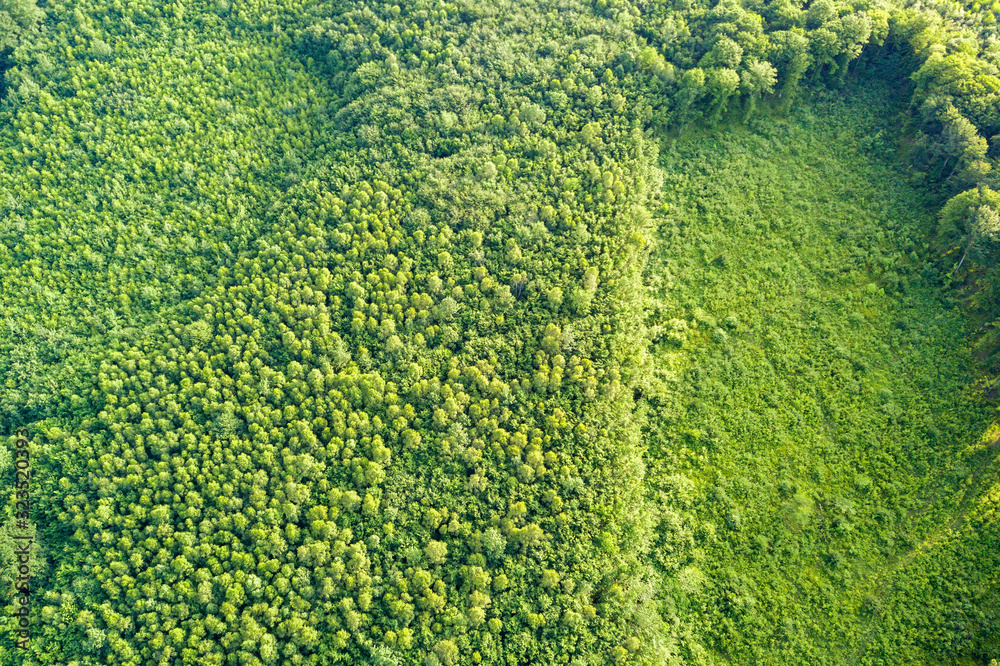 Top down aerial view of green summer forest with large area of cut down trees as result of global deforestation industry. Harmful human influence on world ecology. Top down aerial view of green summer forest with large area of cut down trees as result of global deforestation industry. Harmful human influence on world ecology.