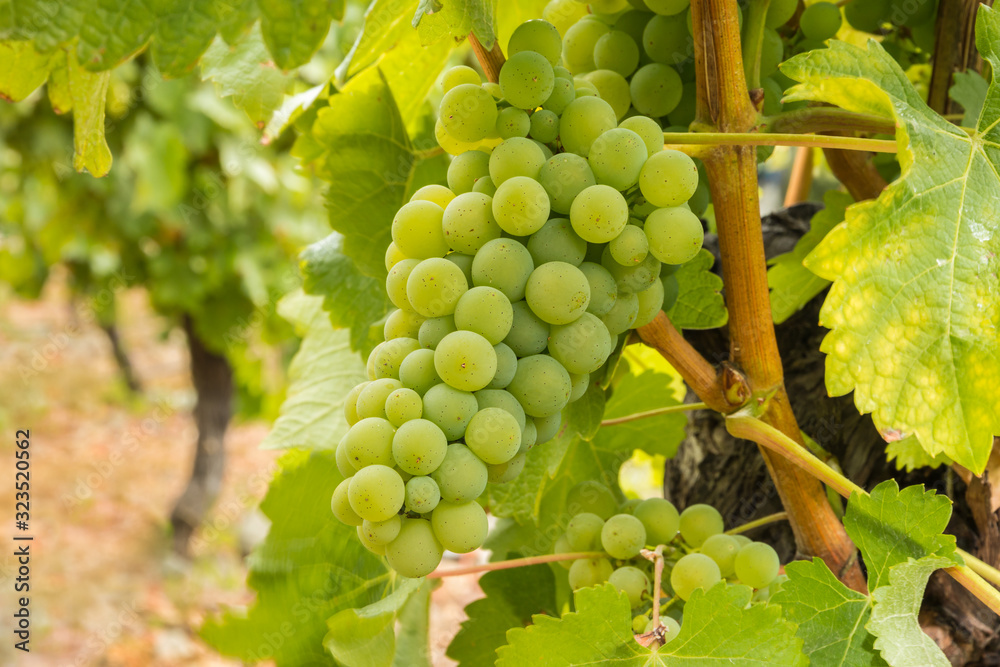 ripe chardonnay grapes on vine in organic vineyard at harvest time ripe chardonnay grapes on vine in organic vineyard at harvest time