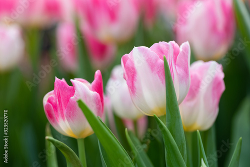 Colorful vivid fresh tulips flowerscape background, selective focus