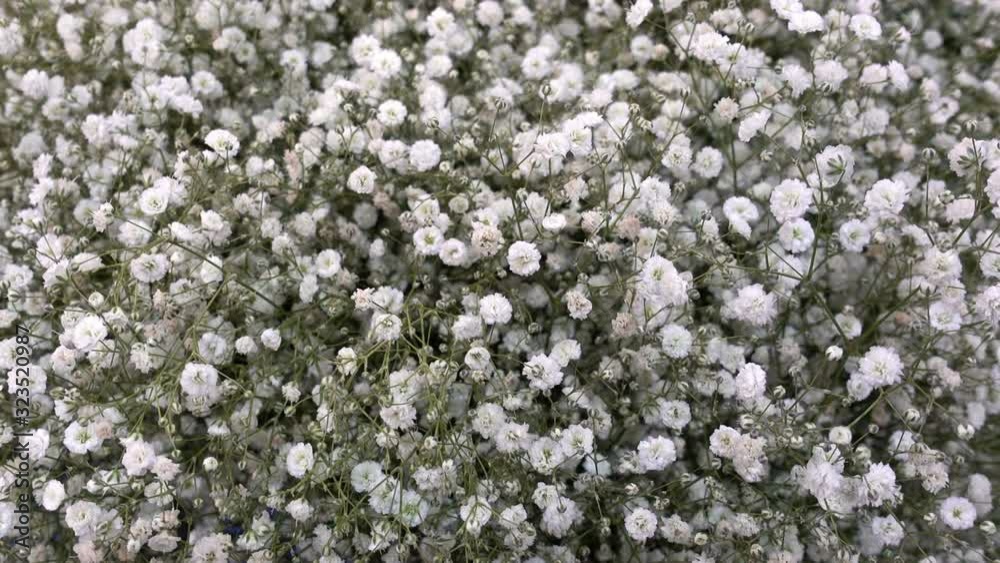 Many small white flowers as a background. Many small white flowers as a background.