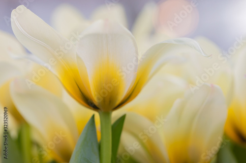 Colorful delicate fresh tulips macro background  selective focus