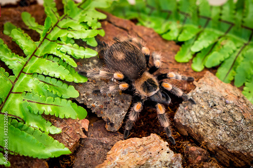 Colorful hairy tarantula Brachypelma hamorii photo