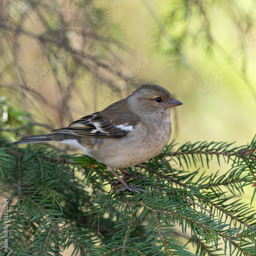 The common chaffinch (Fringilla coelebs). © ihorhvozdetskiy