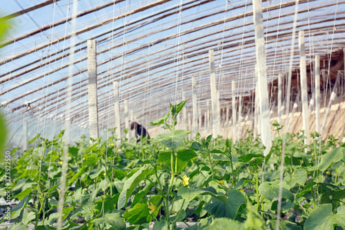 Cucumber Greenhouse  Tangshan  China