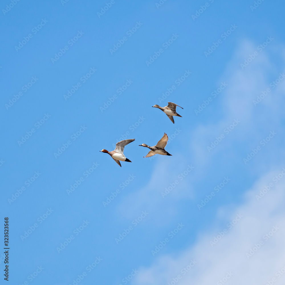 The Eurasian wigeon, also known as widgeon (Mareca penelope). Widgeon (Mareca penelope) in flight during migration. Flock with Wigeon Ducks flying in the sky during migration. The Eurasian wigeon, also known as widgeon (Mareca penelope). Widgeon (Mareca penelope) in flight during migration. Flock with Wigeon Ducks flying in the sky during migration.