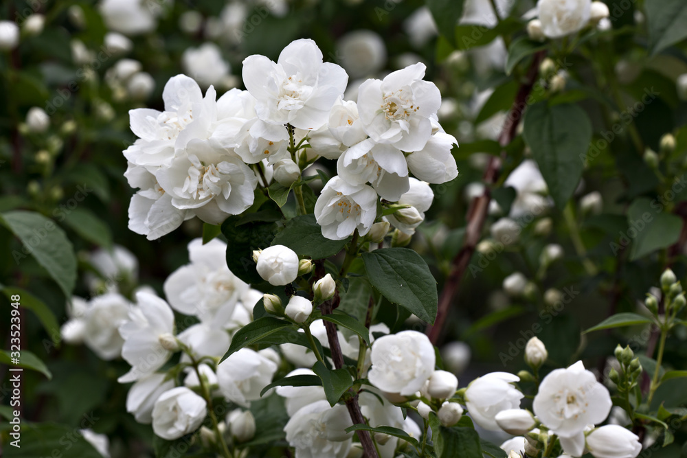 Many fragrant white flowers jasmine on nature