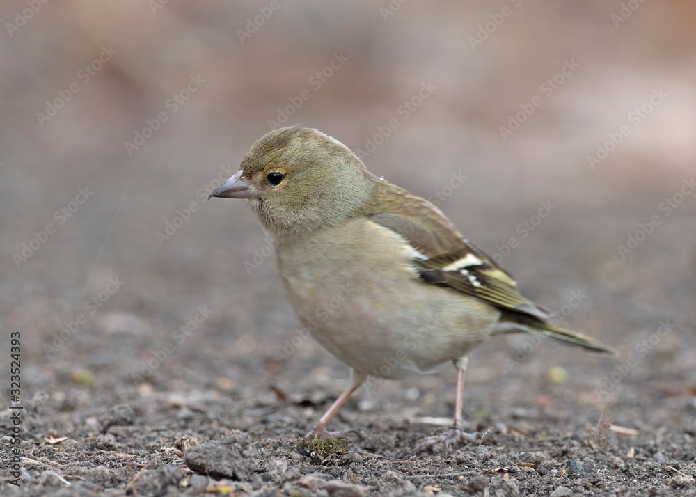 The common chaffinch (Fringilla coelebs). The common chaffinch (Fringilla coelebs).
