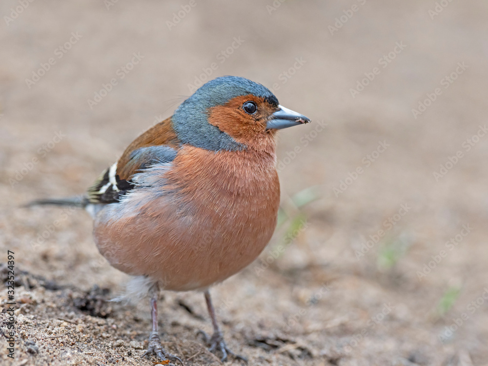 The common chaffinch (Fringilla coelebs).