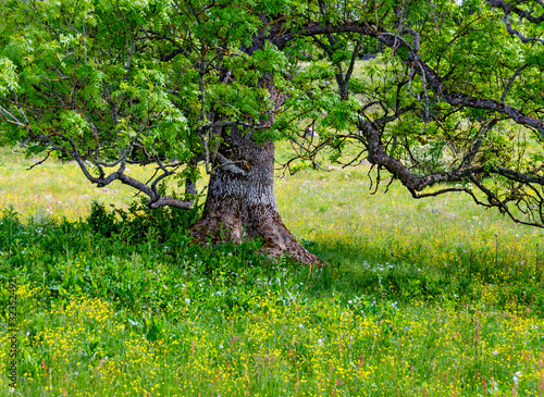 Old tree on flourishing meadow photo