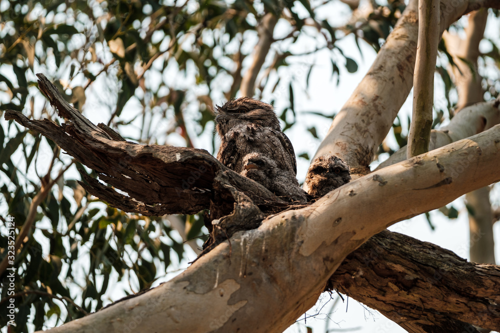An adult Tawny Frogmouth (Podargus strigoides) with two chicks in a nest in NSW, Australia