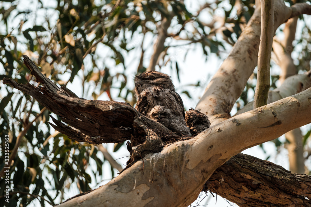 An adult Tawny Frogmouth (Podargus strigoides) with two chicks in a nest in NSW, Australia