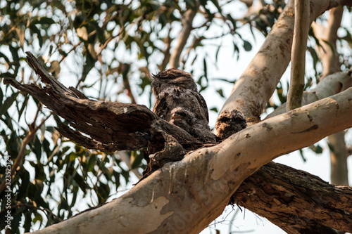 Obraz na płótnie An adult Tawny Frogmouth (Podargus strigoides) with two chicks in a nest in NSW, Australia w salonie