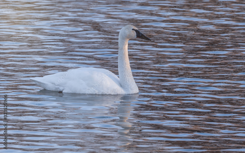 Swans are playing at open water in the middle of winter Swans are playing at open water in the middle of winter