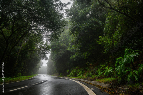 Winding forest road in the fog. Mountains of La Gomera island