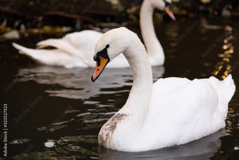 Fototapeta premium White swan in the foggy lake at the dawn. Morning lights. Romantic background. Beautiful swan. Cygnus. Romance of white swan with beautiful landscape.