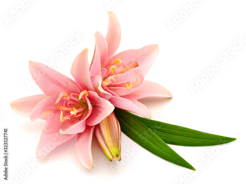 Fototapeta Naklejka Na Ścianę i Meble -  Two pink lilies.