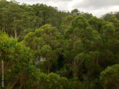 A photo of the Cape Otway forest taken from the tree top walkway during a rainy day