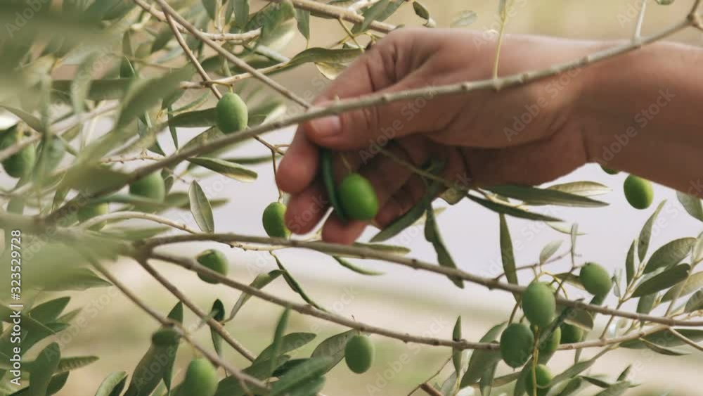 Olive tree branch with green Olives shaken on wind close up