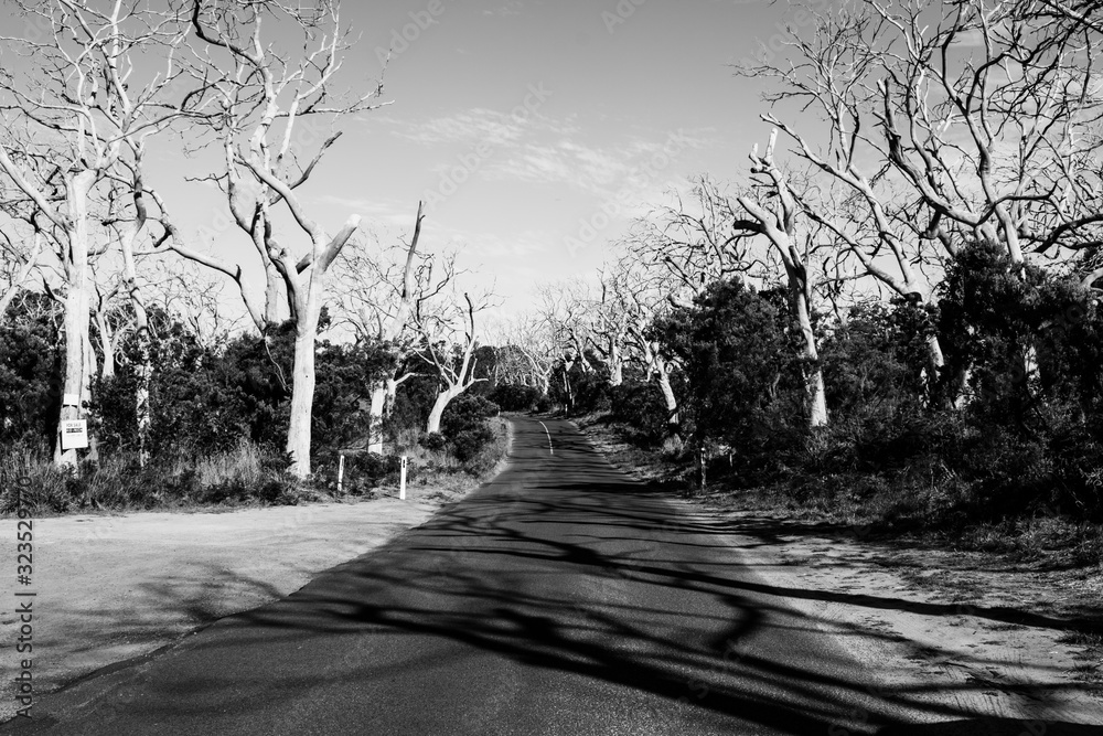 A black and white photo of dead trees taken from the road at Cape Otway