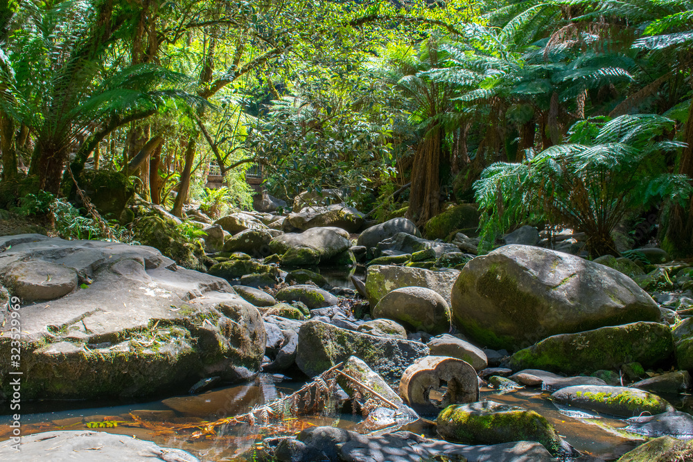 A photo of a stream and trees with reflection taken near Sheoak Falls on the Great Ocean Road