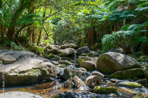 A photo of a stream and trees with reflection taken near Sheoak Falls on the Great Ocean Road
