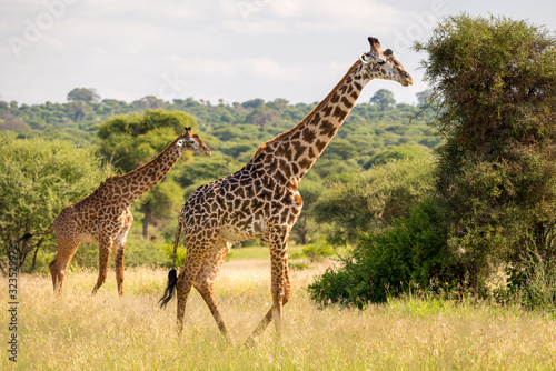 Two masai giraffes in Tarangire National Park photo