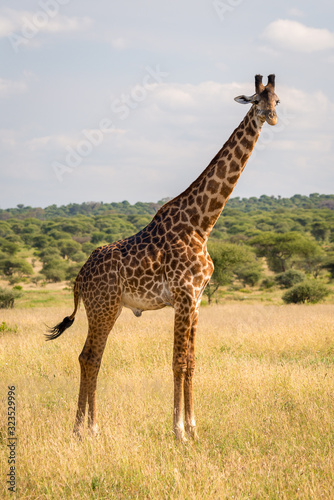 Masai giraffe in Tarangire National Park