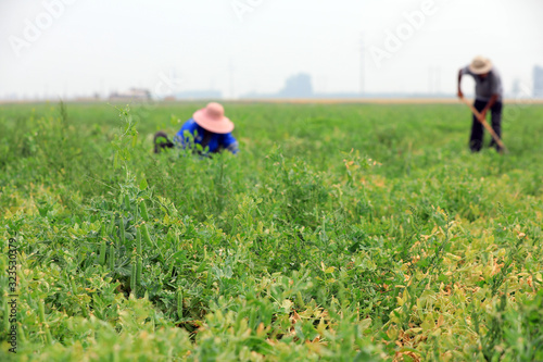 Farmers are harvesting peas in the fields, Luannan County, Hebei Province, China