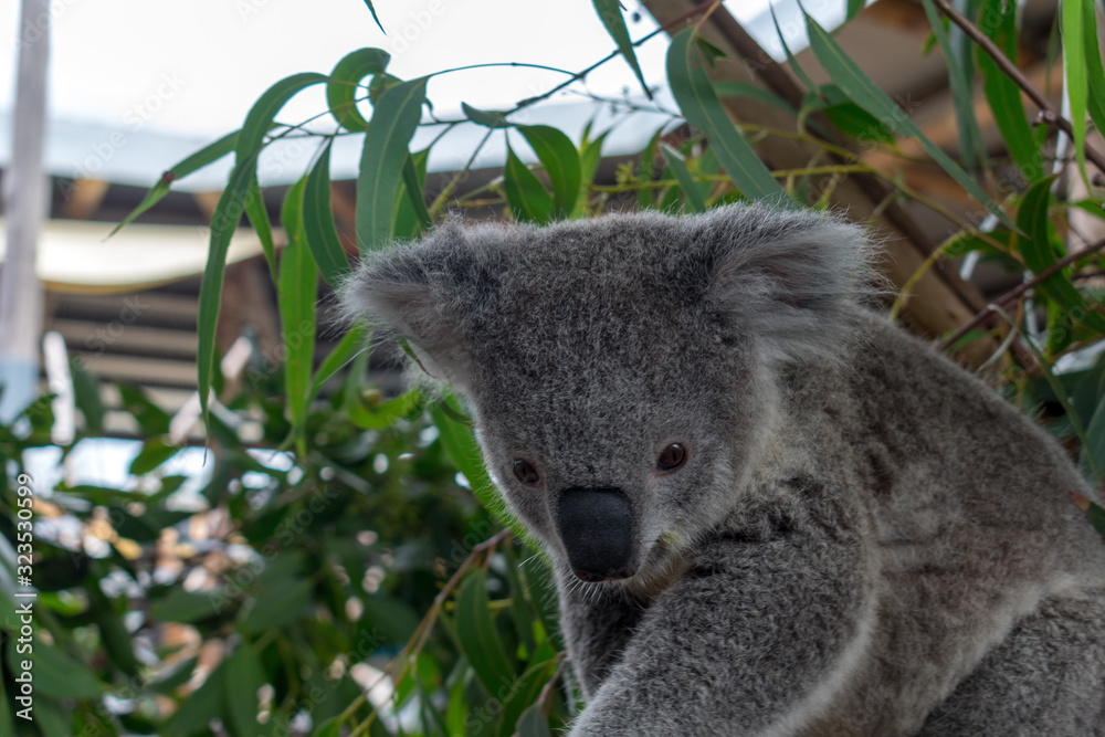 Obraz premium A close up photo of a Koala taken in New South Wales, Australia