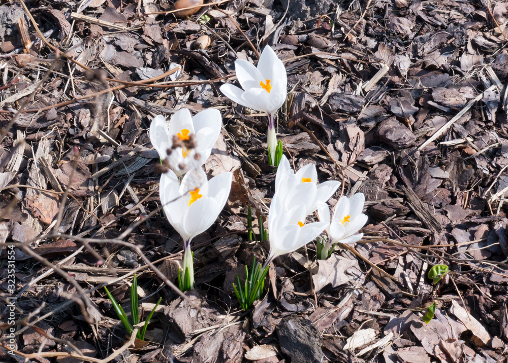 Fototapeta premium white crocuses make their way through dry leaves..