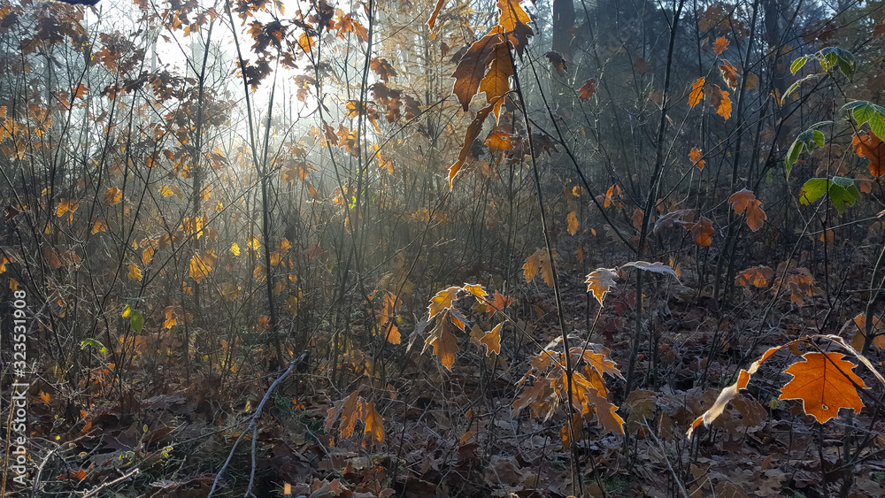 Rays of light through the autumn trees Rays of light through the autumn trees