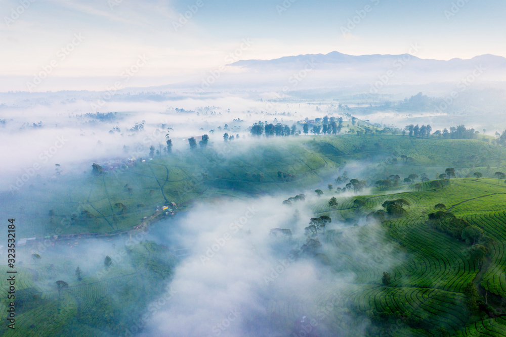 Aerial view of tea plantation with fog on morning Aerial view of tea plantation with fog on morning