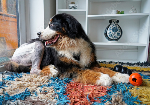 Bernese Mountain Dog after recent hip replacement surgery. The dog is lying on the carpet, looking alert.  photo