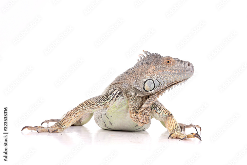 Fototapeta premium reptile