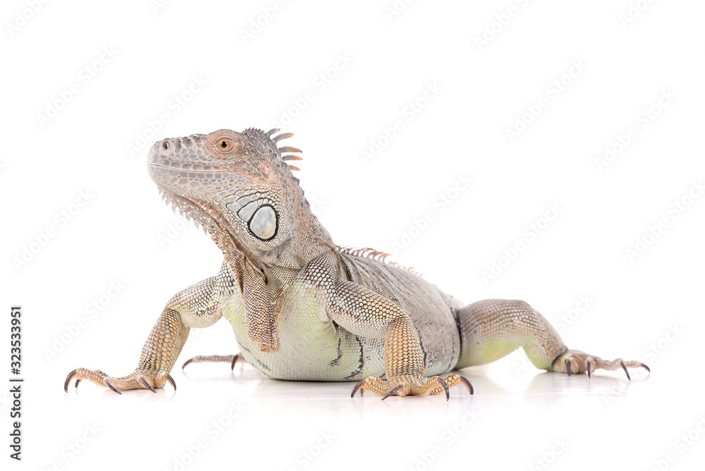 Naklejka premium reptile