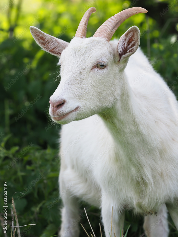 Cute White Goat