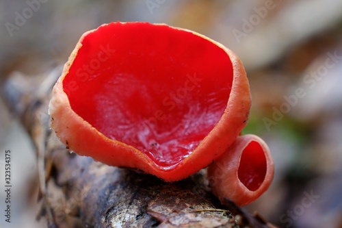Winter/spring edible mushroom in beautiful orange red colour - Sarcoscypha austriaca or Sarcoscypha coccinea